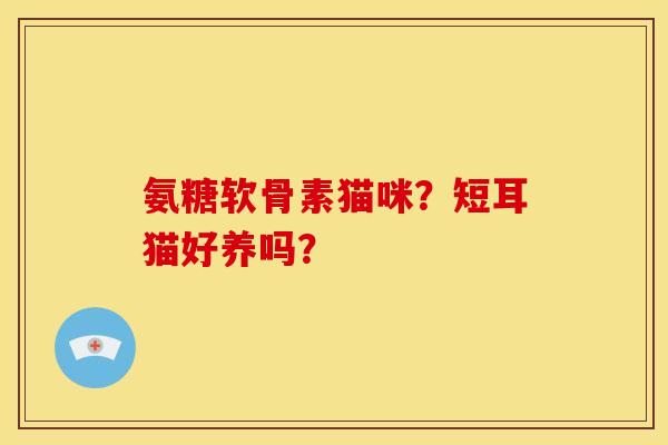 氨糖软骨素猫咪？短耳猫好养吗？