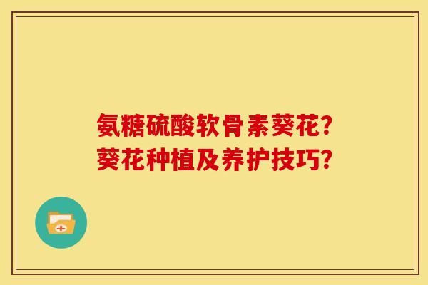 氨糖硫酸软骨素葵花?葵花种植及养护技巧? 氨糖硫酸软骨素葵花?葵花种植及养护技巧?