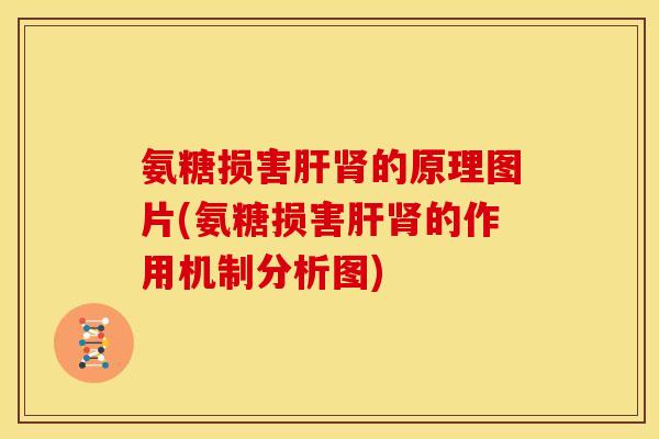 氨糖损害肝肾的原理图片(氨糖损害肝肾的作用机制分析图)