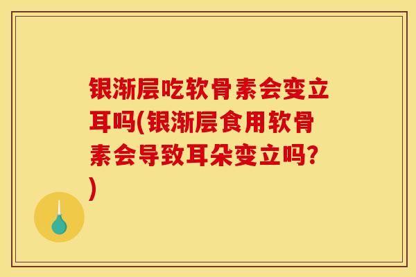 银渐层吃软骨素会变立耳吗(银渐层食用软骨素会导致耳朵变立吗?) 银渐层吃软骨素会变立耳吗(银渐层食用软骨素会导致耳朵变立吗?)