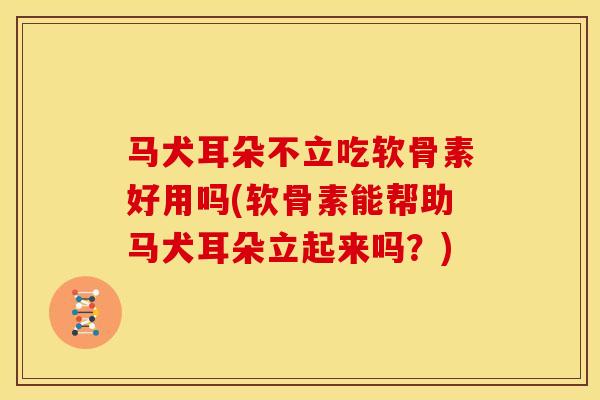 马犬耳朵不立吃软骨素好用吗(软骨素能帮助马犬耳朵立起来吗？)