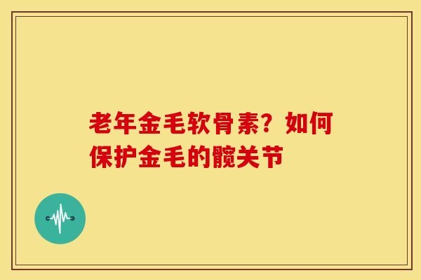 老年金毛软骨素？如何保护金毛的髋关节