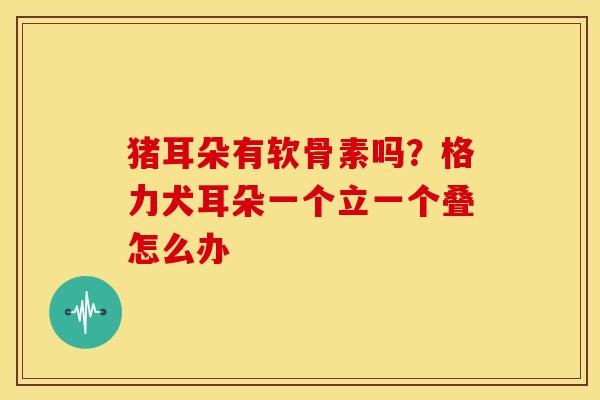 猪耳朵有软骨素吗？格力犬耳朵一个立一个叠怎么办