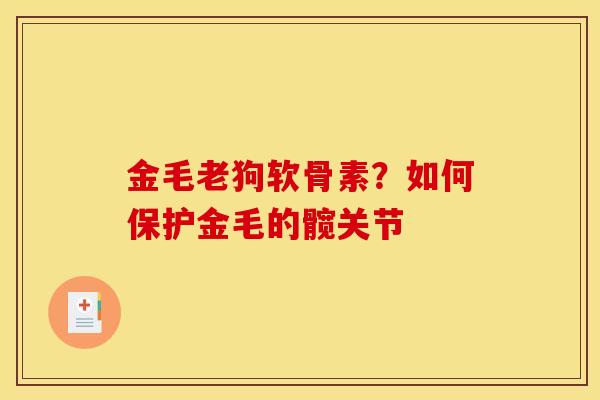 金毛老狗软骨素？如何保护金毛的髋关节