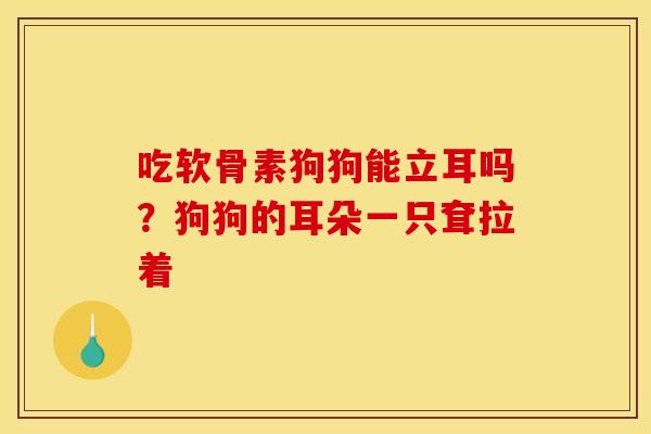 吃软骨素狗狗能立耳吗？狗狗的耳朵一只耷拉着