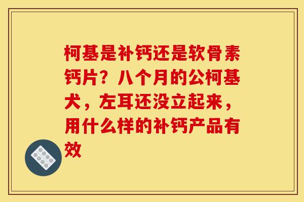 柯基是补钙还是软骨素钙片？八个月的公柯基犬，左耳还没立起来，用什么样的补钙产品有效