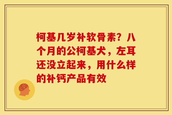 柯基几岁补软骨素？八个月的公柯基犬，左耳还没立起来，用什么样的补钙产品有效