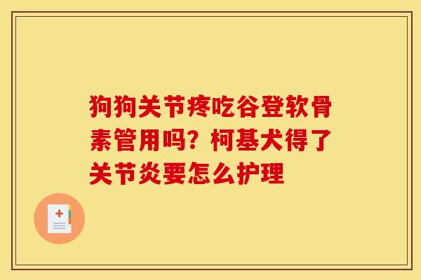 狗狗关节疼吃谷登软骨素管用吗?柯基犬得了要怎么护理 狗狗关节疼吃谷登软骨素管用吗?柯基犬得了要怎么护理