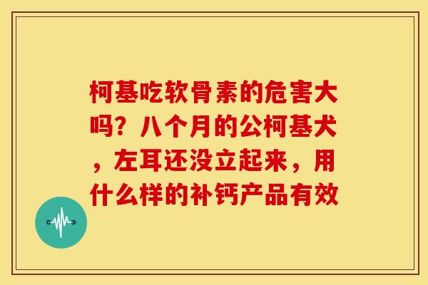 柯基吃软骨素的危害大吗？八个月的公柯基犬，左耳还没立起来，用什么样的补钙产品有效