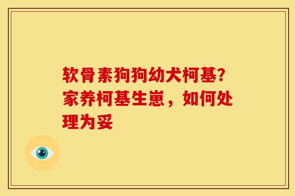 软骨素狗狗幼犬柯基？家养柯基生崽，如何处理为妥