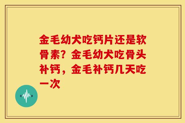 金毛幼犬吃钙片还是软骨素？金毛幼犬吃骨头补钙，金毛补钙几天吃一次
