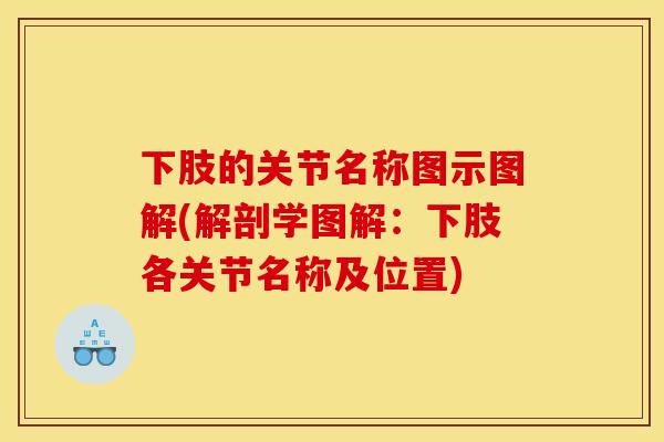 下肢的关节名称图示图解(解剖学图解：下肢各关节名称及位置)