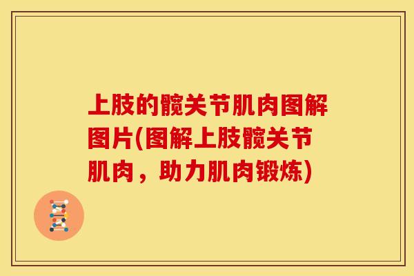 上肢的髋关节肌肉图解图片(图解上肢髋关节肌肉，助力肌肉锻炼)