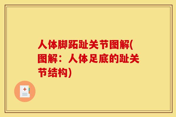 人体脚跖趾关节图解(图解：人体足底的趾关节结构)