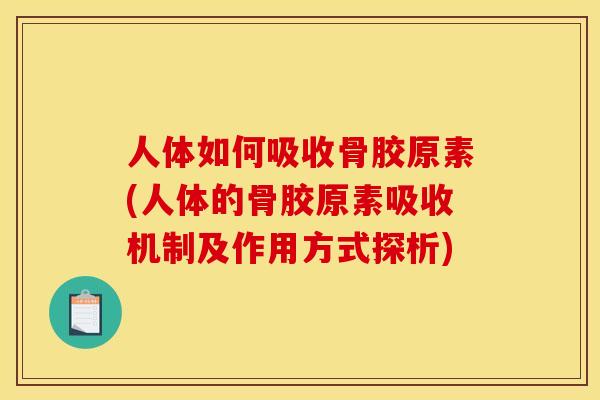 人体如何吸收骨胶原素(人体的骨胶原素吸收机制及作用方式探析)
