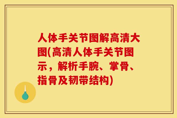 人体手关节图解高清大图(高清人体手关节图示，解析手腕、掌骨、指骨及韧带结构)