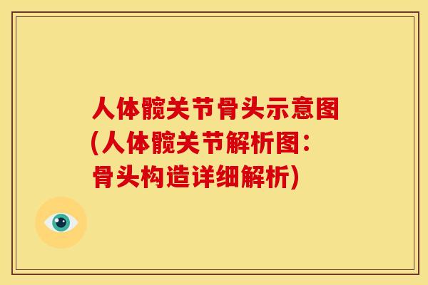 人体髋关节骨头示意图(人体髋关节解析图：骨头构造详细解析)