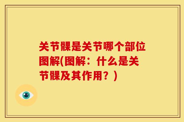 关节髁是关节哪个部位图解(图解：什么是关节髁及其作用？)