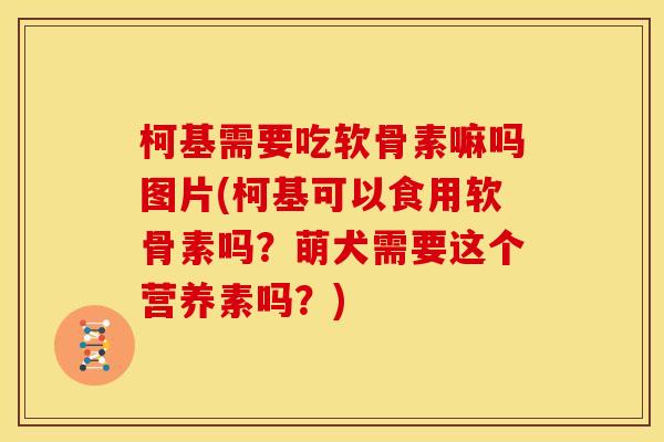 柯基需要吃软骨素嘛吗图片(柯基可以食用软骨素吗?萌犬需要这个营养素吗?) 柯基需要吃软骨素嘛吗图片(柯基可以食用软骨素吗?萌犬需要这个营养素吗?)