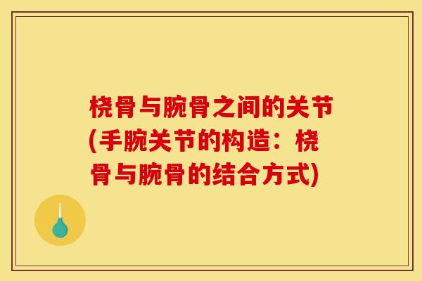 桡骨与腕骨之间的关节(手腕关节的构造：桡骨与腕骨的结合方式)