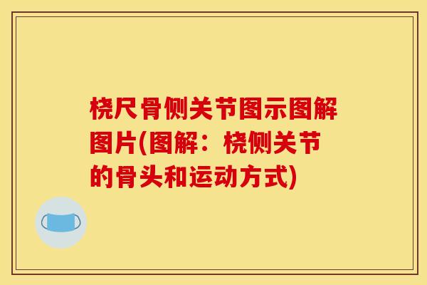 桡尺骨侧关节图示图解图片(图解：桡侧关节的骨头和运动方式)