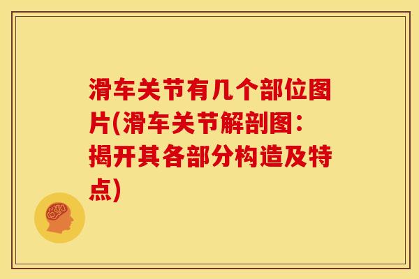 滑车关节有几个部位图片(滑车关节解剖图：揭开其各部分构造及特点)