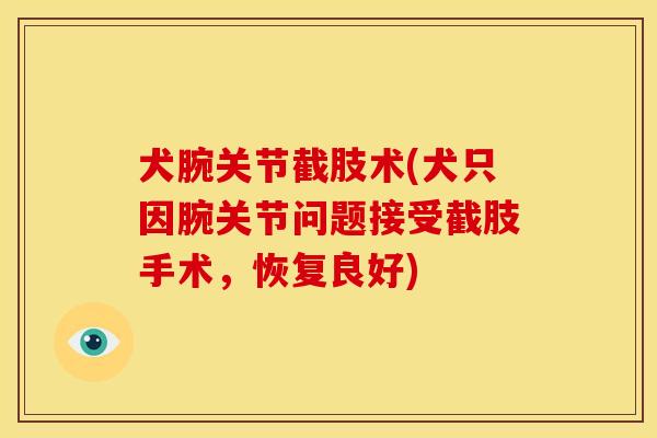 犬腕关节截肢术(犬只因腕关节问题接受截肢手术，恢复良好)