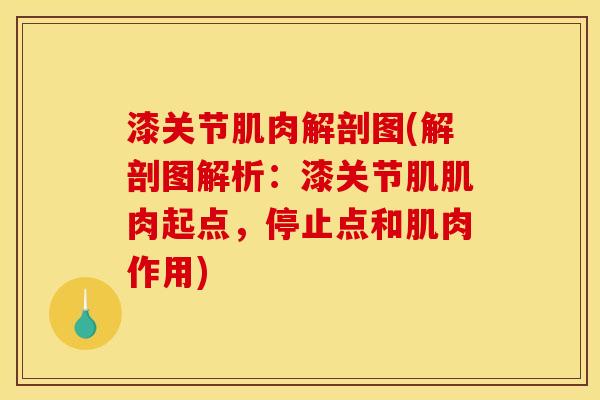 漆关节肌肉解剖图(解剖图解析：漆关节肌肌肉起点，停止点和肌肉作用)