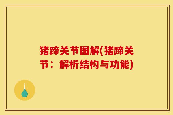 猪蹄关节图解(猪蹄关节：解析结构与功能)