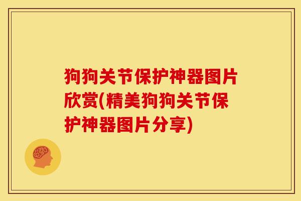 狗狗关节保护神器图片欣赏(精美狗狗关节保护神器图片分享)