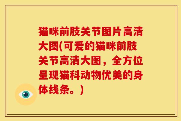猫咪前肢关节图片高清大图(可爱的猫咪前肢关节高清大图，全方位呈现猫科动物优美的身体线条。)