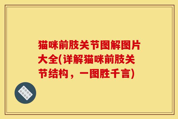 猫咪前肢关节图解图片大全(详解猫咪前肢关节结构，一图胜千言)