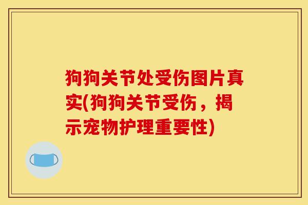 狗狗关节处受伤图片真实(狗狗关节受伤，揭示宠物护理重要性)