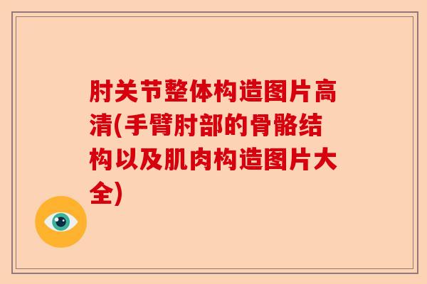 肘关节整体构造图片高清(手臂肘部的骨骼结构以及肌肉构造图片大全)