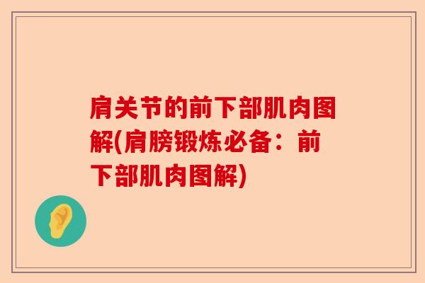 肩关节的前下部肌肉图解(肩膀锻炼必备：前下部肌肉图解)