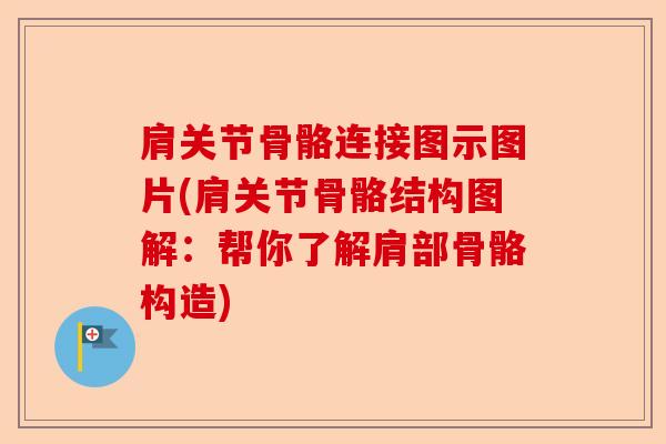肩关节骨骼连接图示图片(肩关节骨骼结构图解：帮你了解肩部骨骼构造)