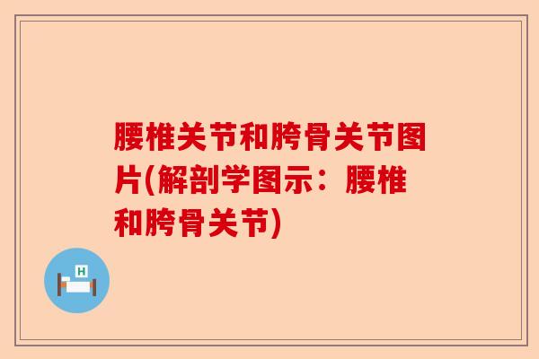腰椎关节和胯骨关节图片(解剖学图示：腰椎和胯骨关节)