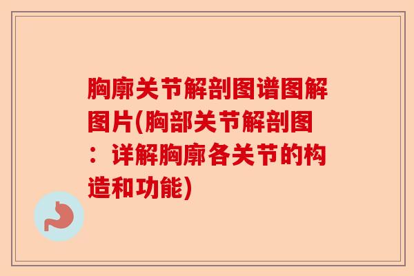 胸廓关节解剖图谱图解图片(胸部关节解剖图：详解胸廓各关节的构造和功能)