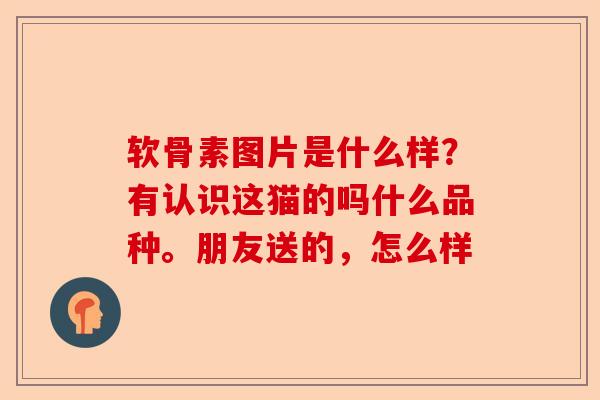 软骨素图片是什么样？有认识这猫的吗什么品种。朋友送的，怎么样