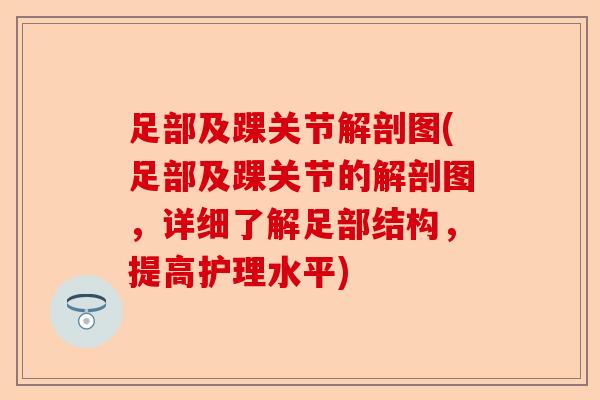 足部及踝关节解剖图(足部及踝关节的解剖图,详细了解足部结构,提高护理水平) 足部及踝关节解剖图(足部及踝关节的解剖图,详细了解足部结构,提高护理水平)